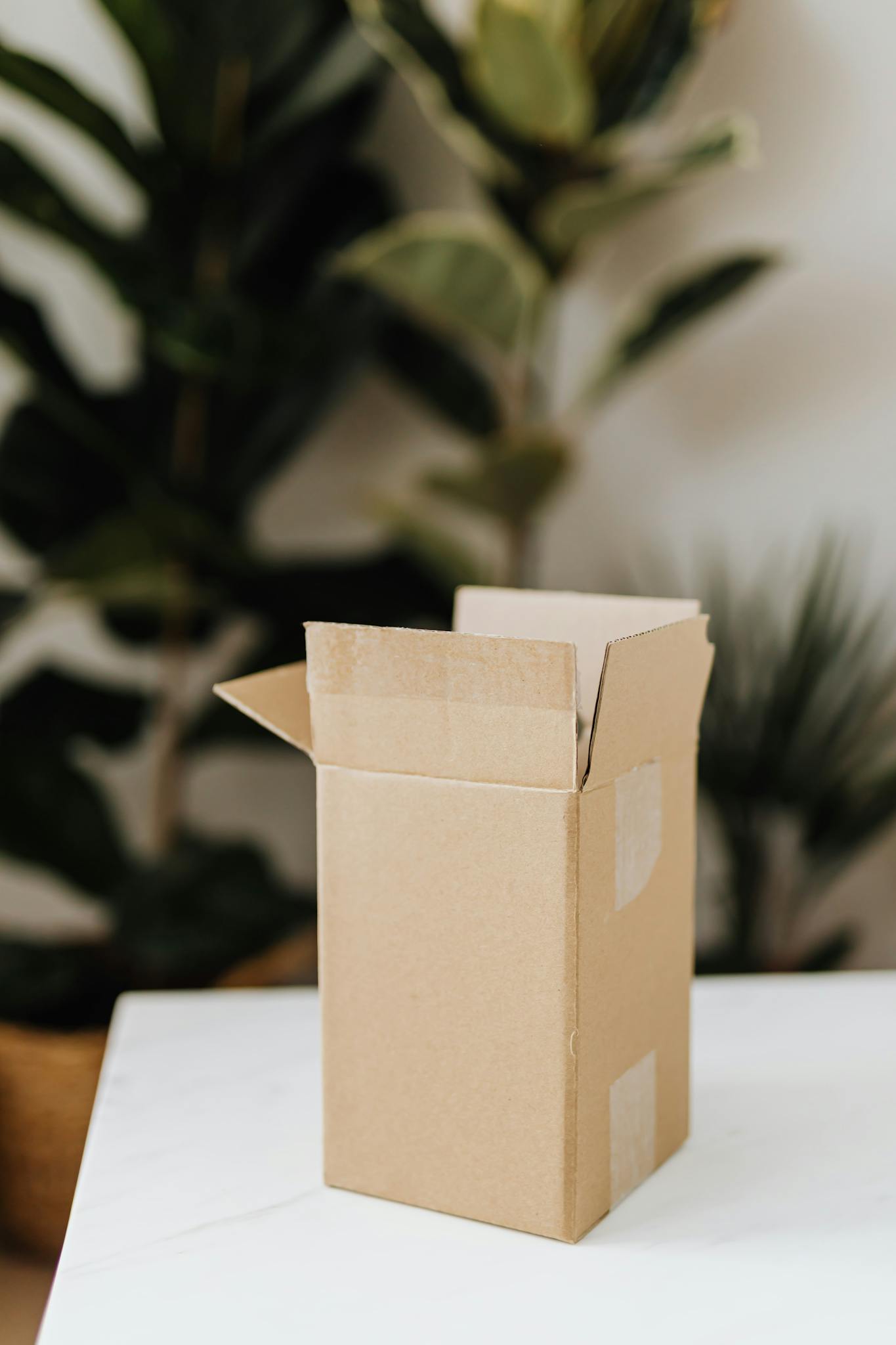 An open cardboard box on a white surface with plants in the background indoors.